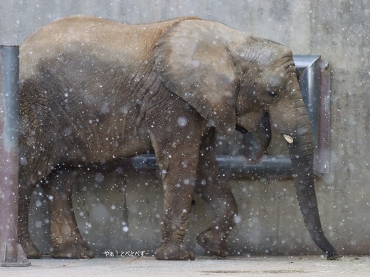 日本の最年少のアフリカゾウの砥愛＠とべ動物園