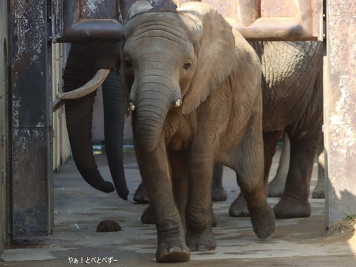 とべ動物園ブログ：砥愛、ピース、ネオ
