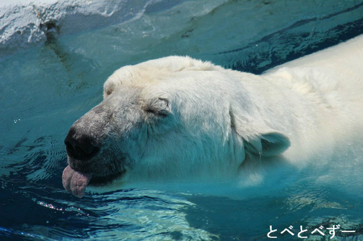 とべ動物園しろくまピースのブログ