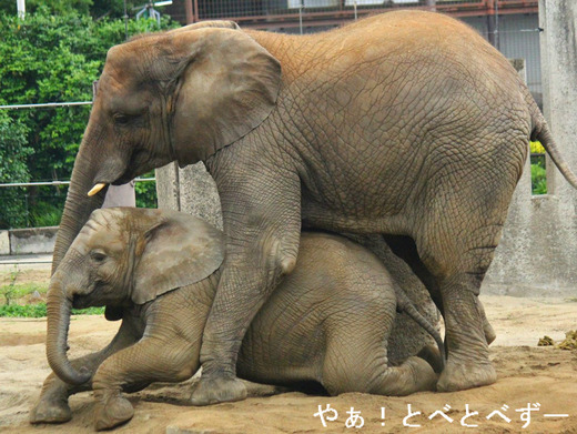 媛ちゃん、砥愛ちゃん