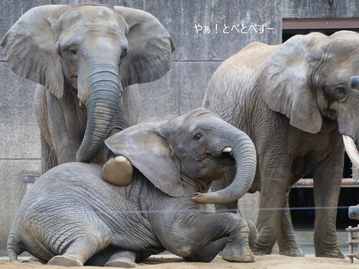 日本で唯一血縁関係のあるアフリカゾウの親子が暮らす愛媛とべ動物園