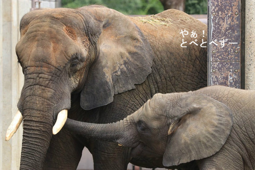 とべ動物園アフリカゾウの親子
