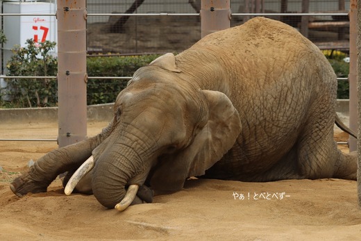 とべ動物園ブログ：リカ、クー、杏子、リリカ