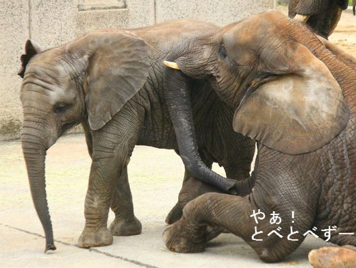 とべ動物園アフリカゾウのブログ:やぁ!とべとべずー