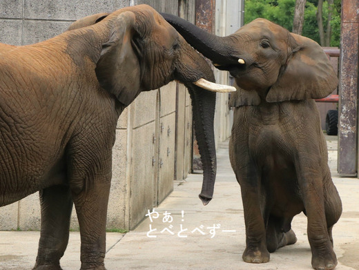 アフリカゾウの写真満載のブログ：やぁ！とべとべずー