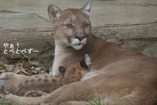 愛媛県立とべ動物園ピューマの親子:ラフ・ママと赤ちゃん