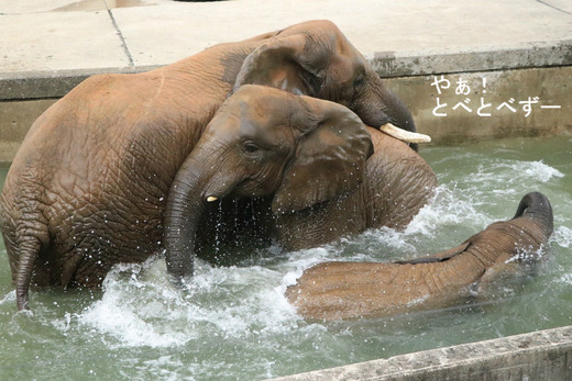 とべ動物園アフリカゾウ：アフ、リカ、媛、砥夢、砥愛