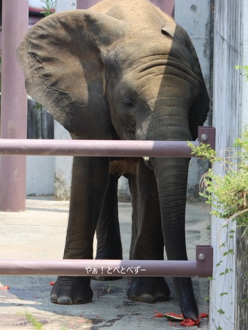 スイカ大好き！アフリカゾウの子象の砥愛ちゃん