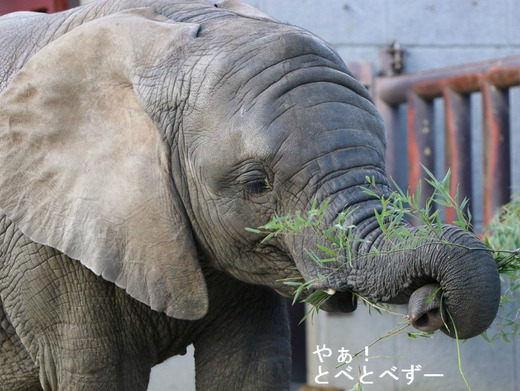 とべ動物園アフリカゾウ