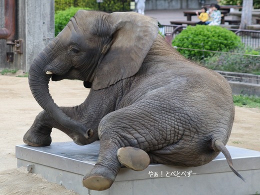 アフリカゾウ、アジアゾウ大好きブログ:やぁ!とべとべずー