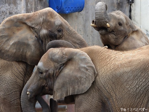 とべ動物園アフリカゾウ：砥愛ちゃん（メス、10歳）