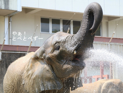 とべ動物園アフリカゾウ：媛ちゃん（メス、12歳）