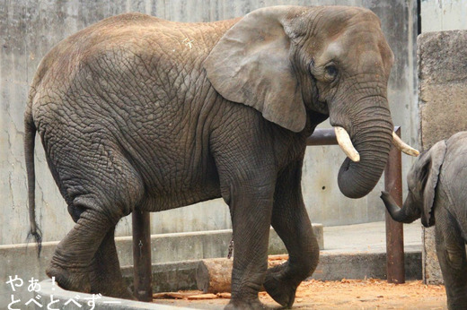 とべ動物園アフリカゾウ：リカさん（母、推定29歳）