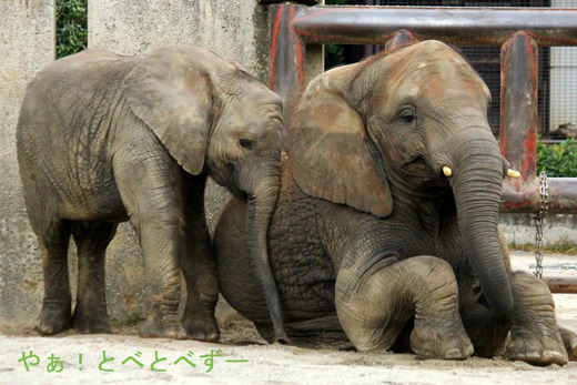 アフリカゾウの仲良し姉妹:媛ちゃん(姉)、砥愛ちゃん(妹)