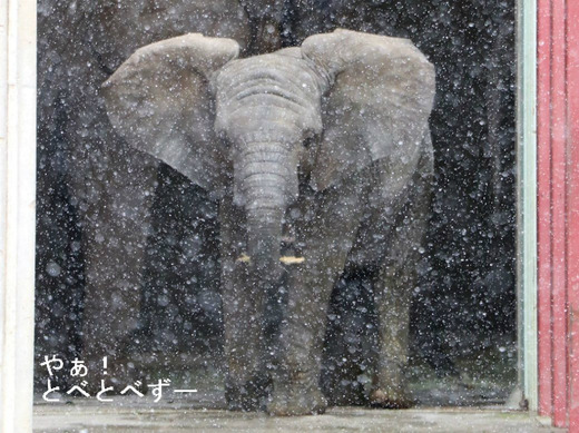 とべ動物園アフリカゾウのブログ