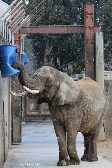 とべ動物園アフリカゾウ：リカ（メス、４０歳）