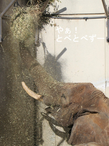 とべ動物園アフリカゾウ:リカ母さん(推定33歳)