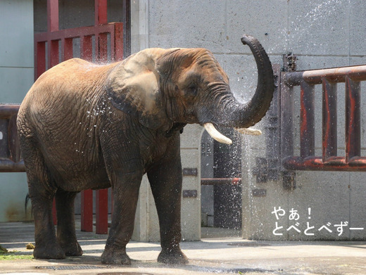 とべ動物園アフリカゾウ：リカ母さん