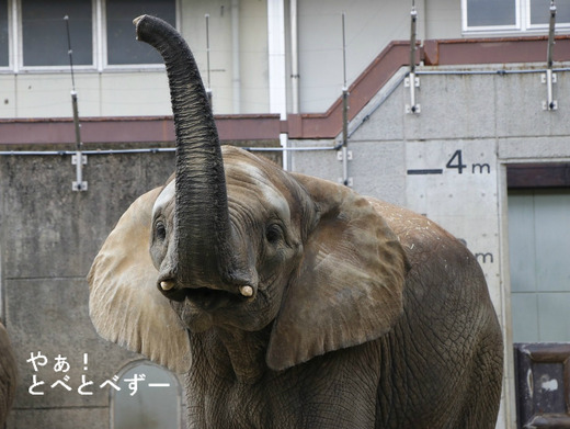 とべ動物園ブログ：ゾウの媛ちゃん、白くまピース