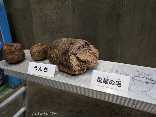 アフリカゾウのうんち、尻尾の毛