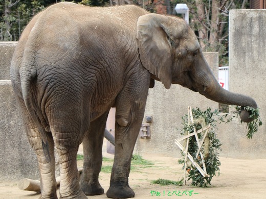 日本で初めて人工哺育で育った媛ちゃん：愛媛とべ動物園