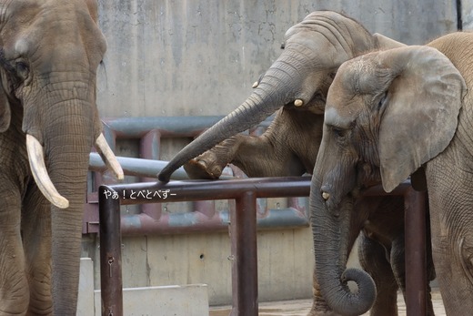 とべ動物園ブロウ：やぁ！とべとべずー