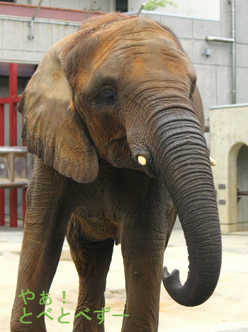 とべ動物園アフリカゾウのブログ：やぁ！とべとべずー