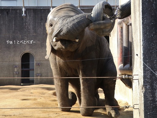 日本で唯一アフリカゾウの子象が見らえる愛媛とべ動物園