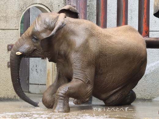 とべ動物園ブログ:砥愛、ピース、クレイ、琥珀