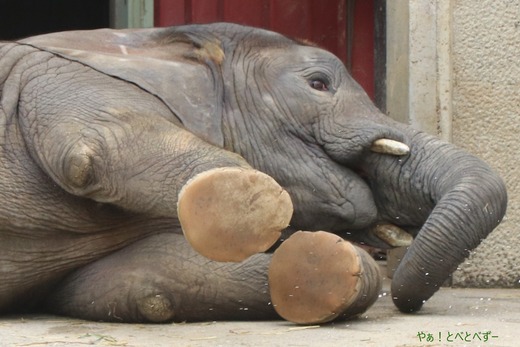 とべ動物園アフリカゾウのブログ：やぁ！とべとべずー