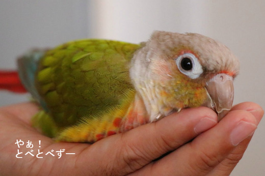 アカオホオミドリウロコインコ