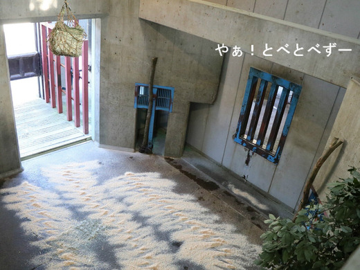 とべ動物園アフリカゾウ:媛ちゃんのお部屋訪問