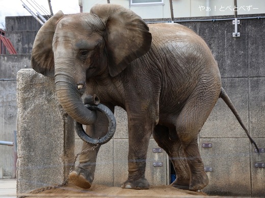 日本で初めて人工哺育で育ったアフリカゾウの媛ちゃん