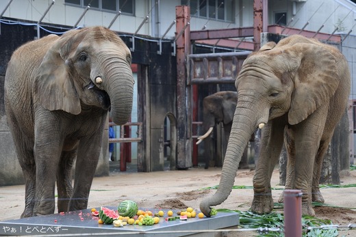 とべ動物園アフリカゾウ：媛ちゃん（メス、１９歳）