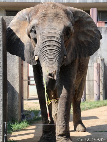 とべ動物園ブログ：やぁ！とべとべずー