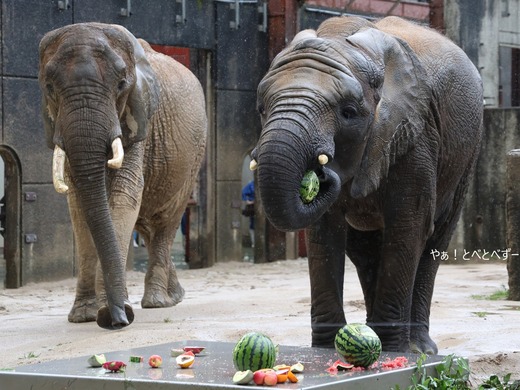 とべ動物園アフリカゾウ:リカ(メス、推定40歳)
