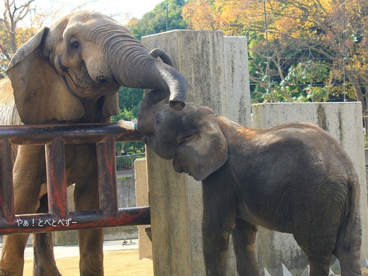 とべ動物園アフリカゾウ：アフ、リカ、媛、砥夢、砥愛