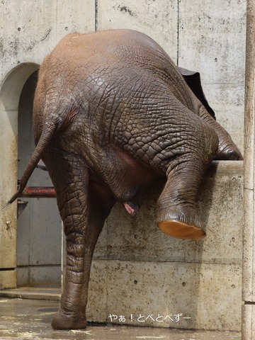 とべ動物園アフリカゾウ:砥愛ちゃん(メス、11歳)
