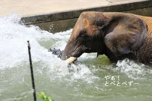 プールで遊ぶアフリカゾウ