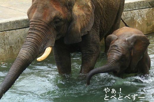 とべ動物園アフリカゾウのブログ：やぁ！とべとべずー