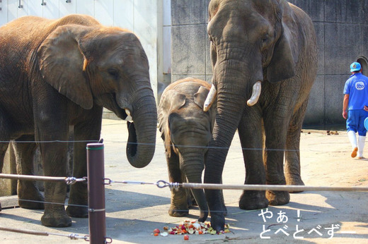 とべ動物園のブログ：やぁ！とべとべずー