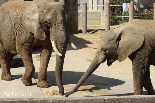 とべ動物園アフリカゾウのブログ：やぁ！とべとべずー