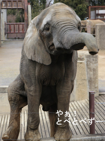 アフリカゾウの写真満載のブログ：やぁ！とべとべずー