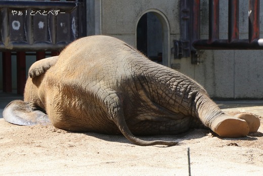 とべ動物園ブログ：砥愛、ピース、クレイ、琥珀