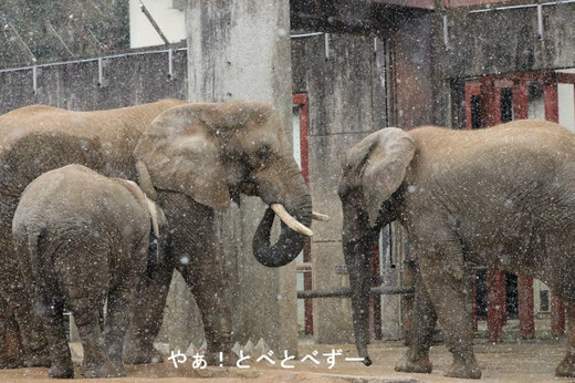 日本で唯一アフリカゾウの家族が暮らす愛媛とべ動物園