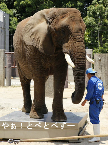 アフリカゾウのレジェンド飼育員とリカさん