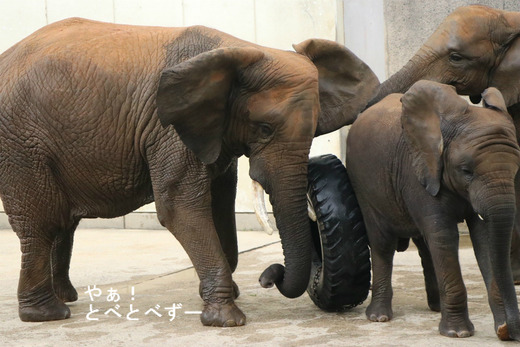 とべ動物園アフリカゾウ：リカ母さん（メス、推定31歳）