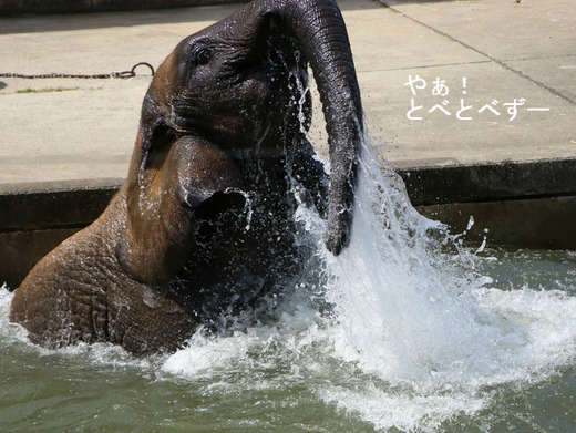 とべ動物園アフリカゾウ：媛ちゃん（メス、１０歳）