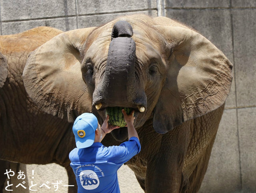 とべ動物園アフリカゾウのレジェンド飼育員の椎名修さん