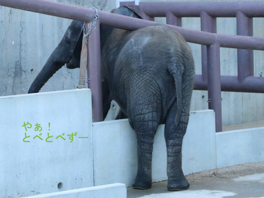 とべ動物園アフリカゾウ：砥愛ちゃん（メス、５歳）